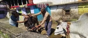 39 टीमें सक्रिय,गांव-गांव लम्पी स्किन डिजीज से बचाव का अभियान जारी। WWW.JANSWAR.COM